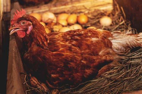 Why Do Chickens Eat Their Own Eggs And What To Do About It Chicken