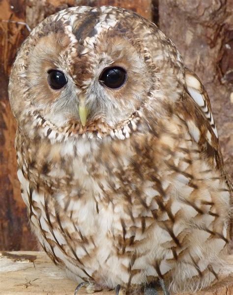 Owl Pictures Owls Part 2 Tawny Owl British Garden Owl Party Owl