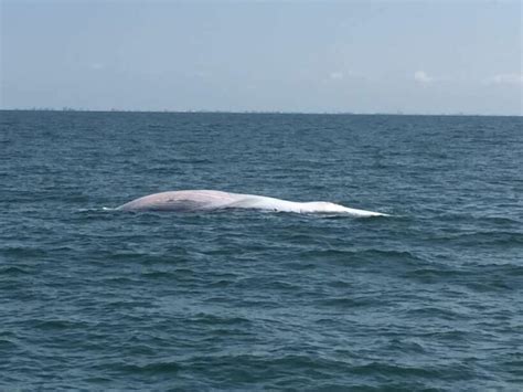 Brydes Whale Found Dead Off Petchaburi Coast Thaiger