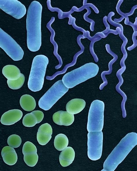 Three Common Types Of Bacterial Morphology Photograph By Dennis Kunkel