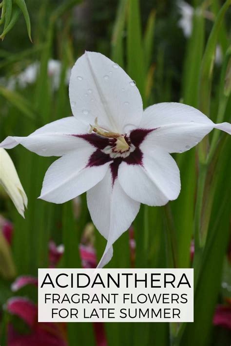 Acidanthera Fragrant Flowers For Late Summer Longfield Gardens