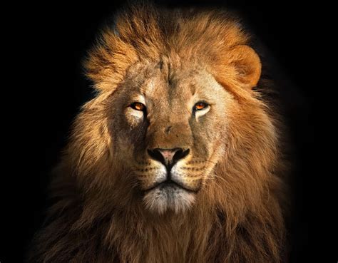 6 Spiritual Meanings Of Lion