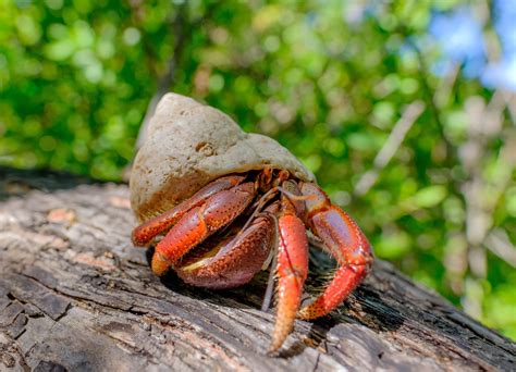 Maybe you would like to learn more about one of these? Fun Names for Pet Hermit and Fiddler Crabs