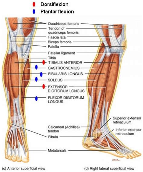 Learn about their differences and the common injuries that affect them here. Human Anatomy Leg Tendons - koibana.info | Leg muscles ...