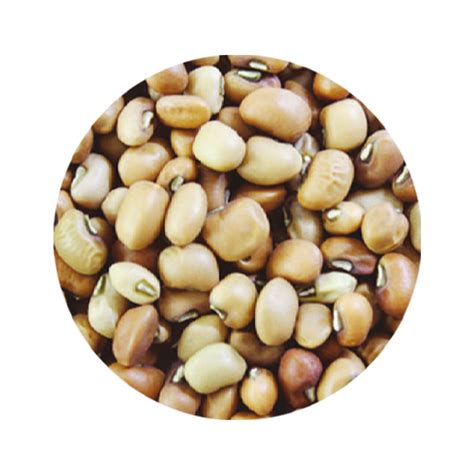 Brown Bean Agricore