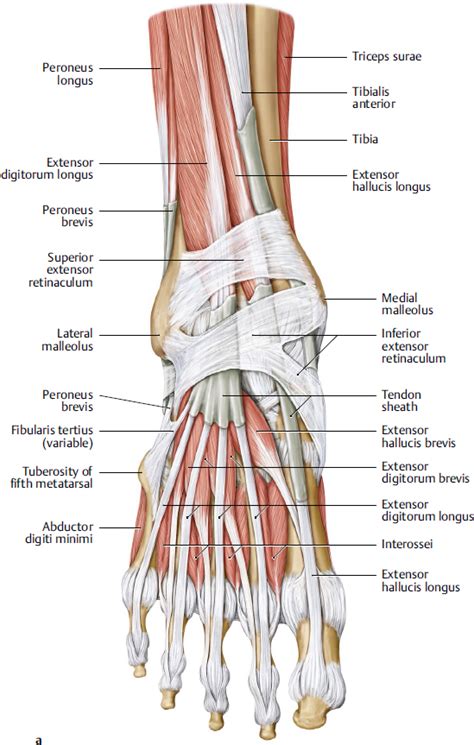 Foot And Ankle Musculoskeletal Key