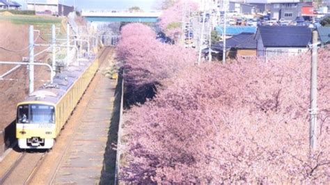 Bisakah Kamu Menemukan Hal Unik Dari Foto Sakura Jepang Dan Kereta Ini