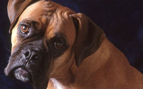 Boxer Dogs Wallpapers Wallpaper Cave