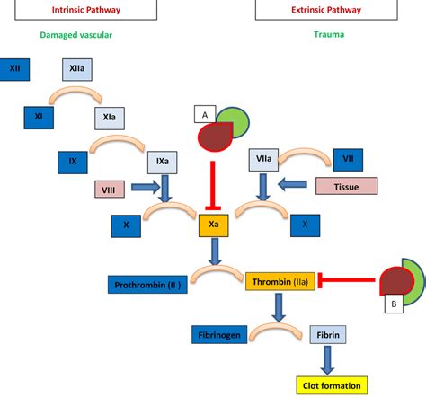 Heparin Mechanisms Within The Coagulation Cascade Box A At Red