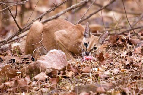The only wild cat i have actually seen in the wild, so far, is the bobcat. Cats of Central India | Caracel | Pugdundeesafaris.com
