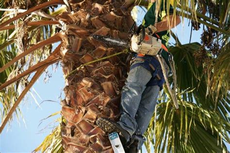 When To Trim Palm Trees