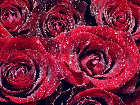 1920x1080px 1080p Free Download Wet Roses Red Roses Wet Bouquet