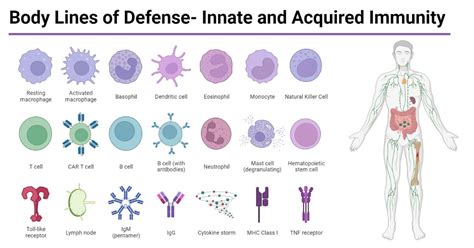 Body Lines Of Defense Innate And Acquired Immunity Antigen