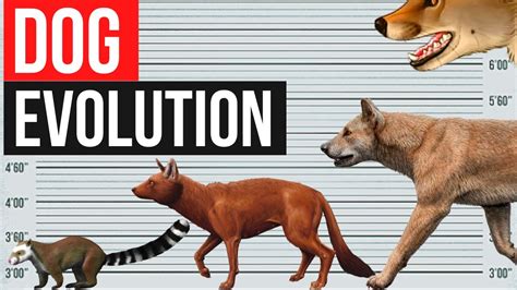 Dog Evolution In One Minute Youtube