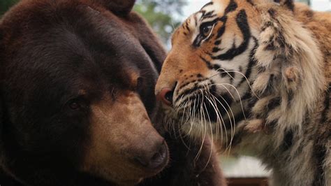 Bbc One Animal Odd Couples Episode 1 Lion Tiger And Bear