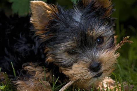 Adorable Animal Canine Close Up Cute Dog Grass Hairy Pet Puppy