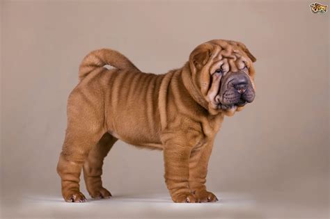 Shar Pei Dog Breed Information Buying Advice Photos And Facts