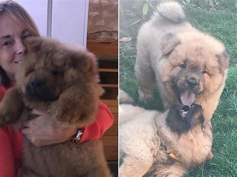 9 Weird Things We Do As Chow Chow Owners Sonderlives