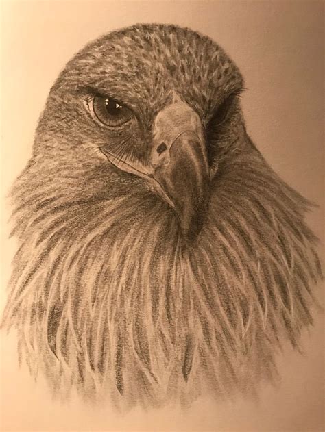 Drawing Pencil Eagle Head Bird Of Prey Realistic Bird Drawings Fly