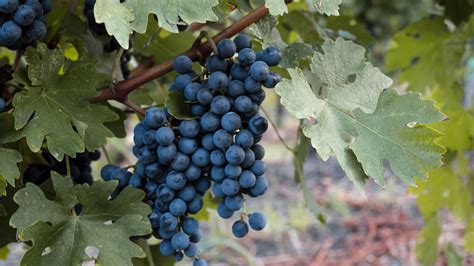 About Grapes In The Bible Webbible Encyclopedia Christiananswersnet