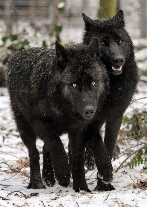 Ong Territorio De Lobos 33 Maravillosas Fotografías De Lobos Negros