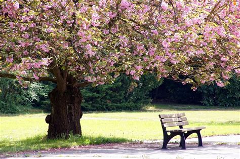 Wiosna Kwitnące Ławka Drzewo Park