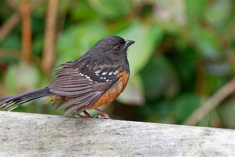 Juvenile Spotted Towhee Stanley Park Vancouver Bc Canad Flickr