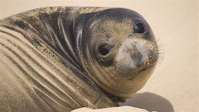Seal Fat Seals Wallpapers Animals Foca Backgrounds