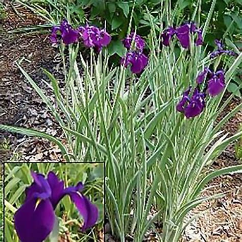 Allium Ampeloprasum Easy To Grow Bulbs Japanese Iris Iris Bulbs For