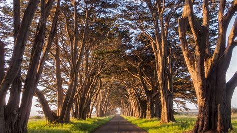 Point Reyes Cypress Tree Tunnel At Golden Hour California Usa