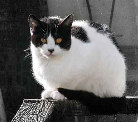 There are 3034 cow cat for sale on etsy, and they cost ca$17.59 on average. Reemergence of Cow Cat - Feral Cat Photos of the Day | The ...