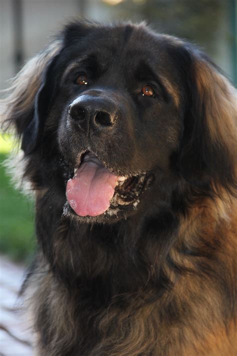 Leonberger Dog Breeds Giant Dogs Cute Cats Dogs
