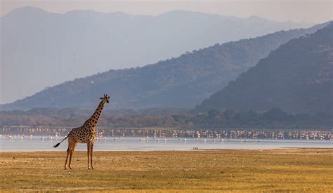 Parque Nacional Del Lago Manyara Turismo Qué Visitar En Parque