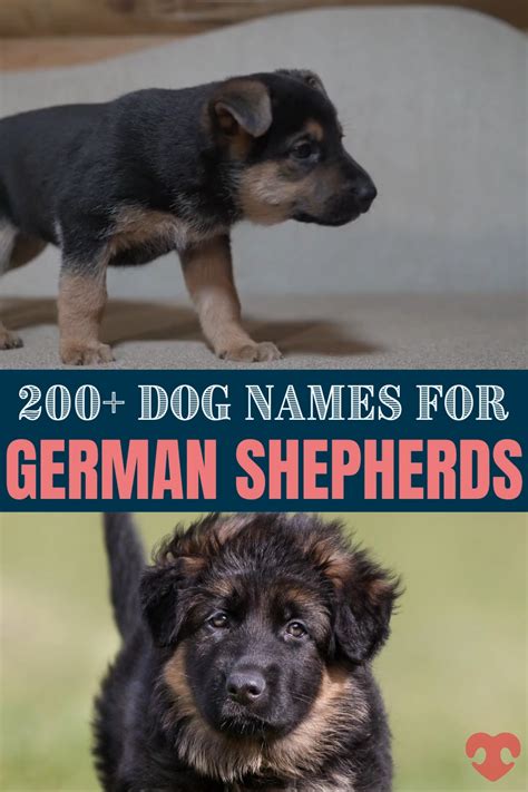 German Shepherd Dog Names 200 Different Male Female Names Artofit