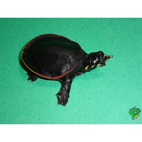 Black spotted pond turtles for sale from. Florida Softshell Turtle - cb baby - Strictly Reptiles Inc.