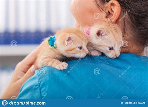 Two Cute Ginger Kittens On The Veterinary Professional