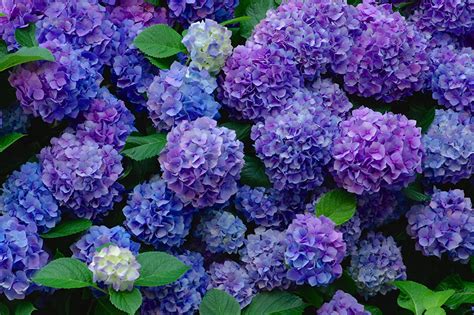 Check spelling or type a new query. Images Blue Violet Flowers Hydrangea