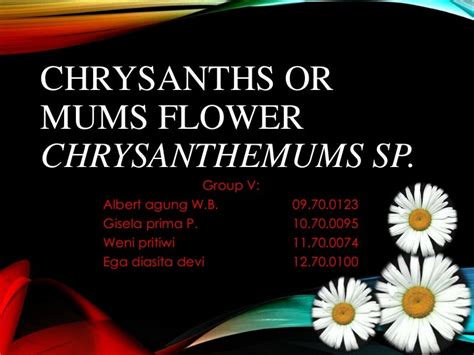 Health Benefits Of Chrysanthemum