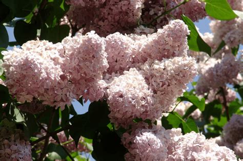 Why Your Lilac Bush Isnt Blooming And What You Can Do About It