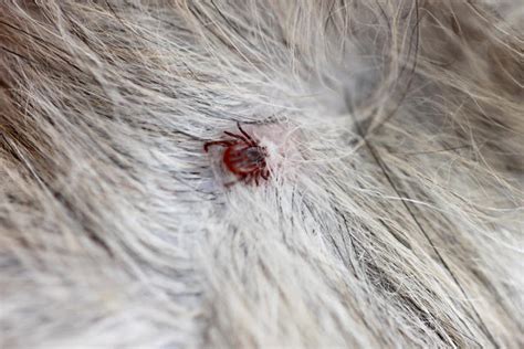 Do Tick Bites Leave Scabs On Dogs