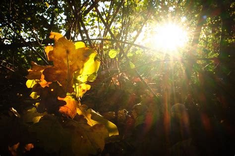 Herbstsonne Foto And Bild Jahreszeiten Herbst Sonne Bilder Auf