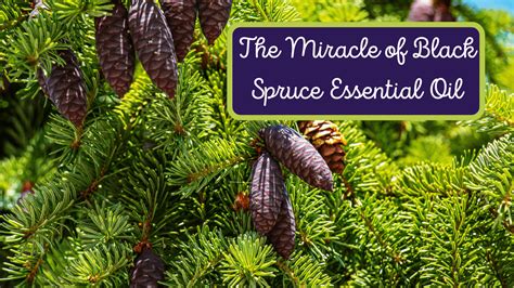 Black Spruce Magic Miracle Botanicals Blog