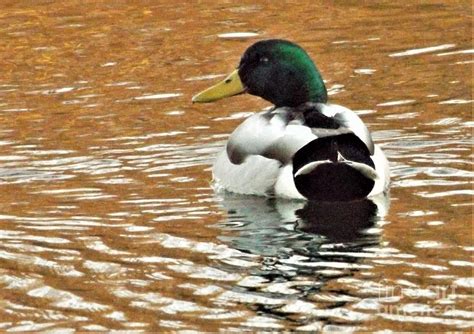 Mallard Male Portrait At Sundown March Indiana Photograph By Rory Cubel