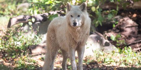 Gray Wolf Smithsonians National Zoo
