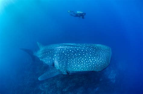 Galapagos Gentle Giants Mysteries Of The Worlds Largest Shark Huffpost