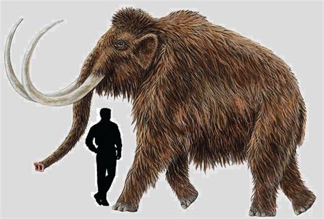 From wikimedia commons, the free media repository. Mammuthus primigenius - Wiki Prehistórico
