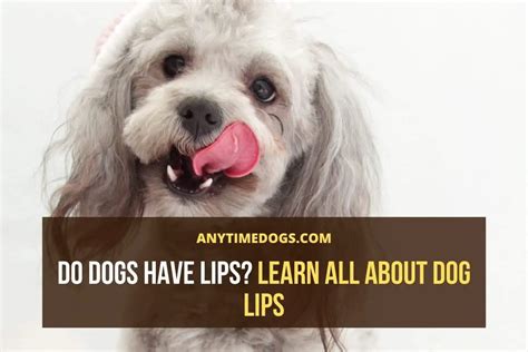 Do Dogs Have Lips Learn All About Dog Lips Anytimedogs