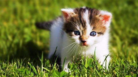 Baby Kitten Wallpapers Wallpaper Cave