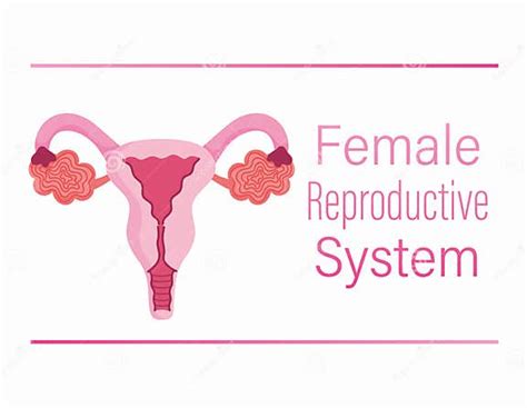 Female Human Reproductive System Ovary Vagina Uterus Structure Stock