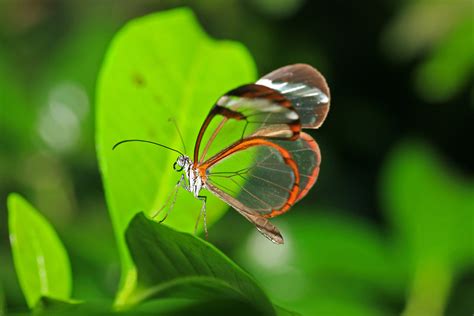 15 Stunning Photos Of The Glasswinged Butterfly Twistedsifter